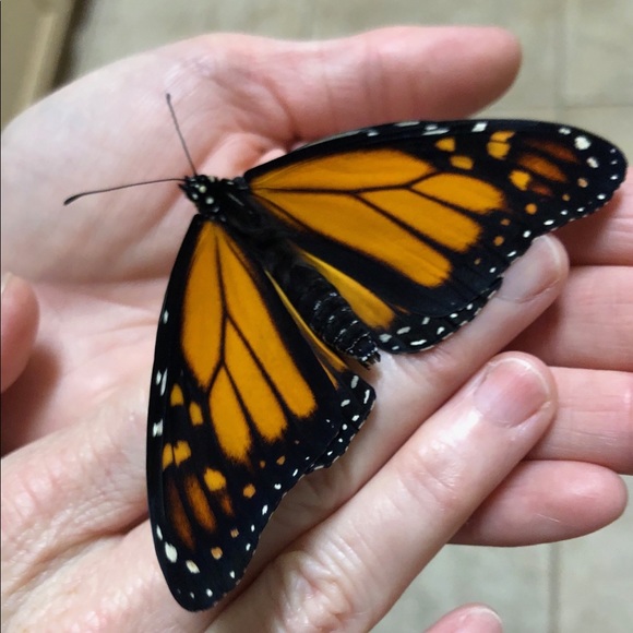 Meet your Posher, Angela - Picture 7 of 7